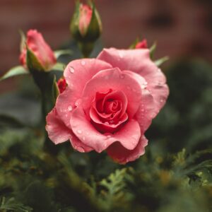 Eau de rose en spray (250 ml)